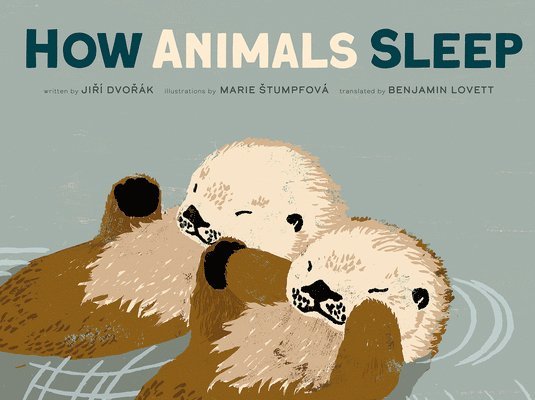 How Animals Sleep 1