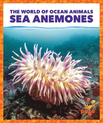 bokomslag Sea Anemones