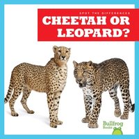bokomslag Cheetah or Leopard?