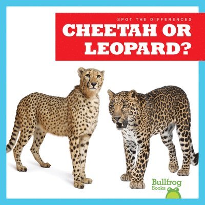 Cheetah or Leopard? 1