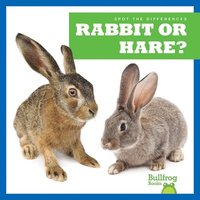 bokomslag Rabbit or Hare?