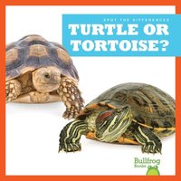 bokomslag Turtle or Tortoise?