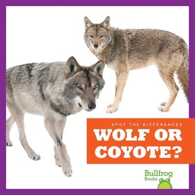 Wolf or Coyote? 1