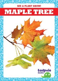 bokomslag Maple Tree