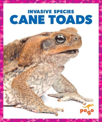 Cane Toads 1