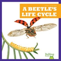 bokomslag A Beetle's Life Cycle