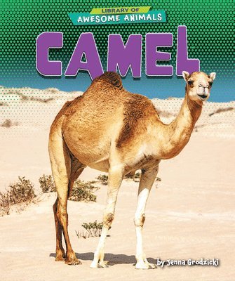 bokomslag Camel