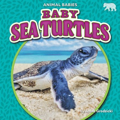 Baby Sea Turtles 1