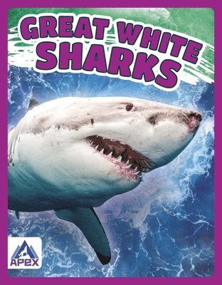 Great White Sharks 1