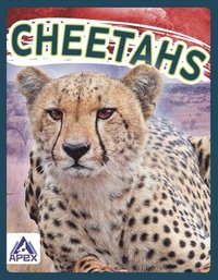 bokomslag Wild Cats: Cheetahs