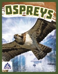 bokomslag Birds of Prey: Ospreys