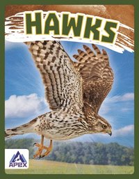 bokomslag Birds of Prey: Hawk