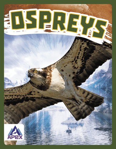 Connor Stratton - Ospreys, Häftad