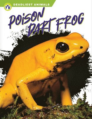 Poison Dart Frog 1