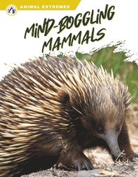 bokomslag Animal Extremes: Mind-Boggling Mammals