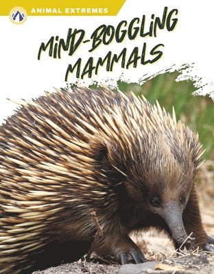 Animal Extremes: Mind-Boggling Mammals 1