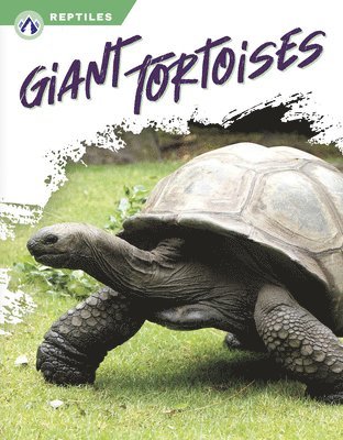Megan Gendell - Giant Tortoises, Häftad