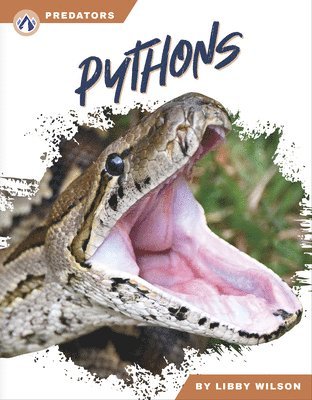 bokomslag Pythons