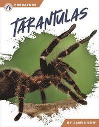 bokomslag Tarantulas