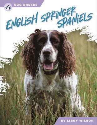 bokomslag English Springer Spaniels