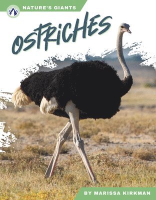 Ostriches 1