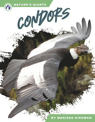 Condors 1