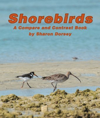 bokomslag Shorebirds