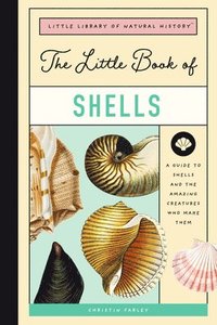 bokomslag Little Book of Shells