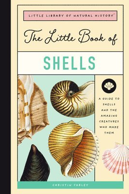 bokomslag Little Book Of Shells