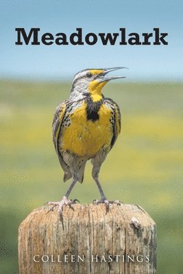 bokomslag Meadowlark