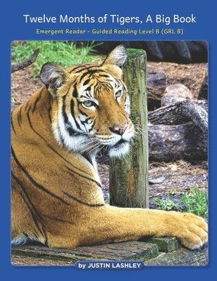 bokomslag Twelve Months of Tigers, A Big Book