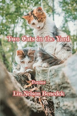 Two Cats in the Yard