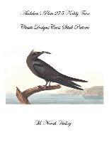 Audubon's Plate 275 Noddy Tern: Classic Designs Cross Stitch Pattern 1