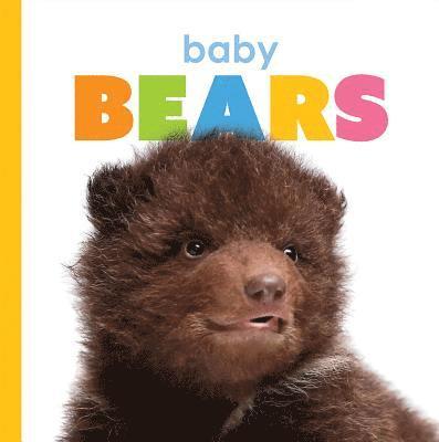 Kate Riggs - Baby Bears, Inbunden