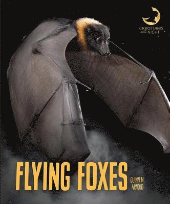 Flying Foxes 1