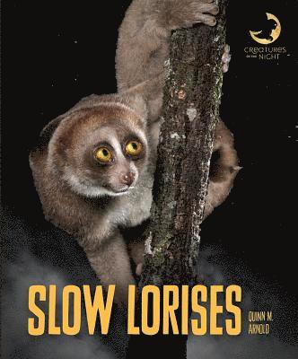 bokomslag Slow Lorises