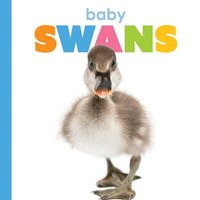 bokomslag Baby Swans