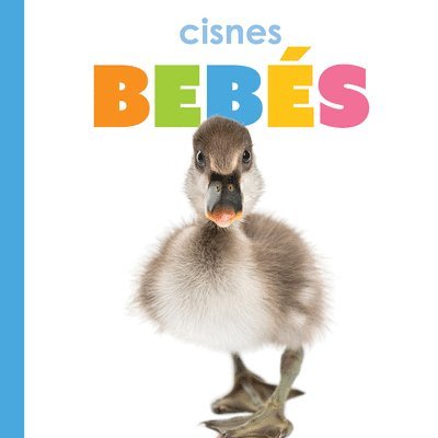 Cisnes Bebés 1