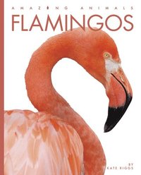 bokomslag Flamingos