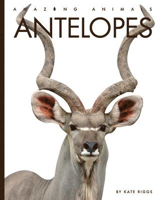 bokomslag Antelopes