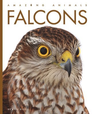 bokomslag Falcons