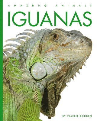 bokomslag Iguanas