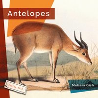 bokomslag Antelopes