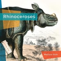 bokomslag Rhinoceroses