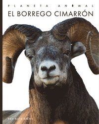 bokomslag El Borrego Cimarrón