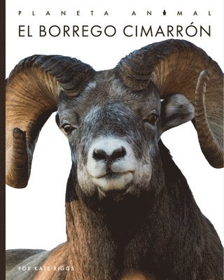 El Borrego Cimarrón 1