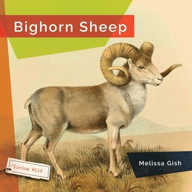 bokomslag Bighorn Sheep