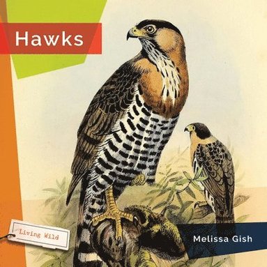 bokomslag Hawks
