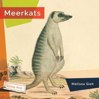 Meerkats 1