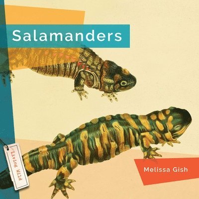 Melissa Gish - Salamanders, Inbunden